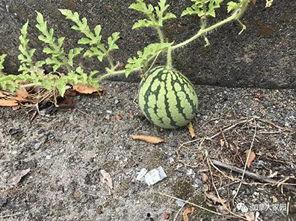 安徽第一网红吃瓜,揭秘网络红人的真实生活